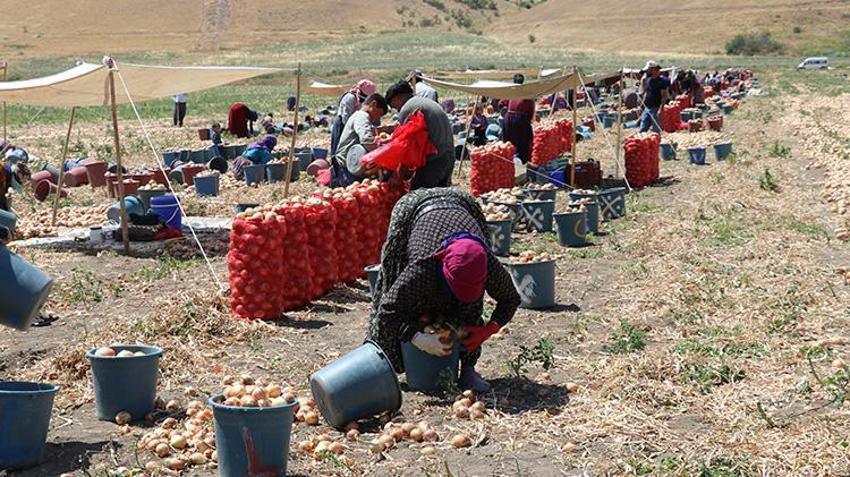 Türkiye'nin soğan ambarı Amasya'da hız verildi: Hasat başladı, yüzde 15'i buradan karşılanıyor!