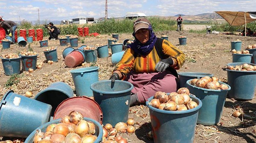 Türkiye'nin soğan ambarı Amasya'da hız verildi: Hasat başladı, yüzde 15'i buradan karşılanıyor!