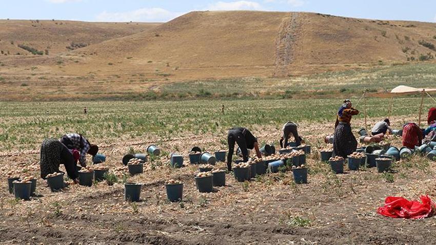 Türkiye'nin soğan ambarı Amasya'da hız verildi: Hasat başladı, yüzde 15'i buradan karşılanıyor!