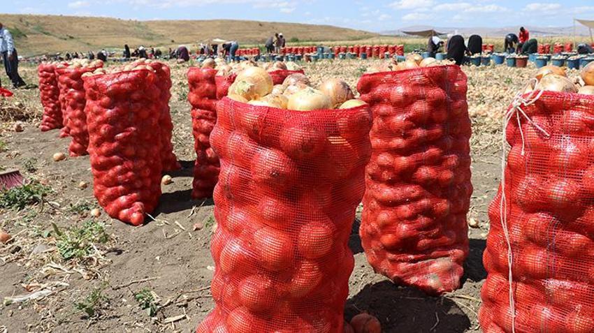 Türkiye'nin soğan ambarı Amasya'da hız verildi: Hasat başladı, yüzde 15'i buradan karşılanıyor!