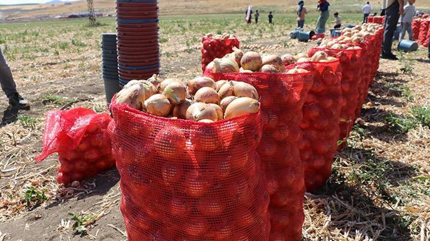 Türkiye'nin soğan ambarı Amasya'da hız verildi: Hasat başladı, yüzde 15'i buradan karşılanıyor!