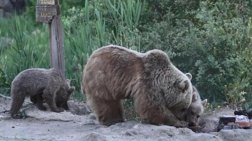 Bitlis'te ayılar musallat oldu! 3 tanesi birden film ekibine saldırdı