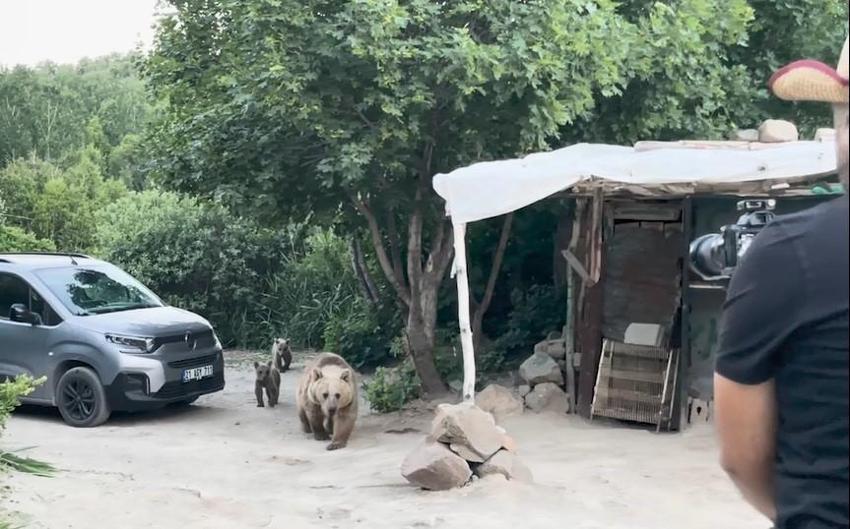 Bitlis'te ayılar musallat oldu! 3 tanesi birden film ekibine saldırdı
