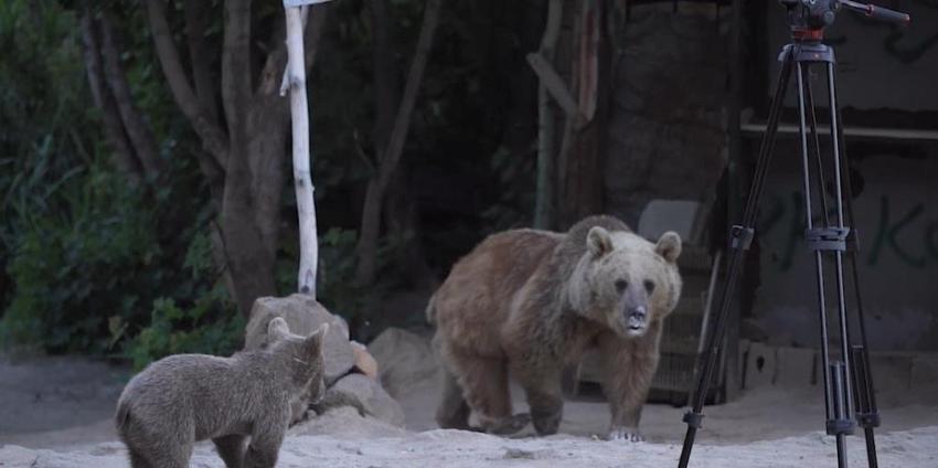Bitlis'te ayılar musallat oldu! 3 tanesi birden film ekibine saldırdı