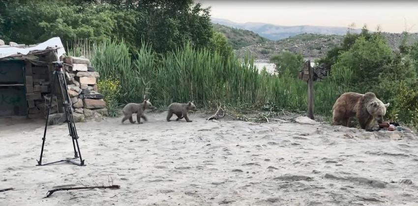 Bitlis'te ayılar musallat oldu! 3 tanesi birden film ekibine saldırdı