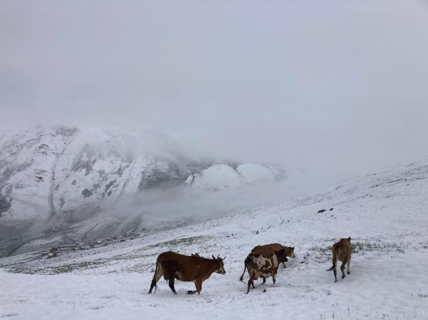 Ne olduğuna turistlerde şaşırdı: Rize'de kar bir anda bastırdı