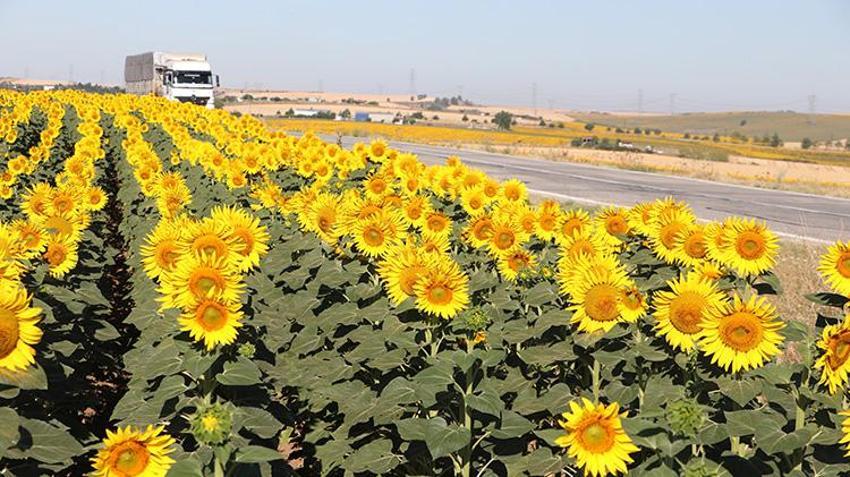 Tekirdağ'da yollar sapsarı oldu! Herkes fotoğrafını çekmek için duraklıyor