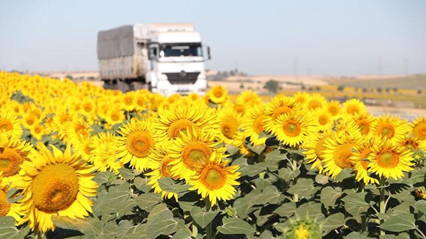 Tekirdağ'da yollar sapsarı oldu! Herkes fotoğrafını çekmek için duraklıyor