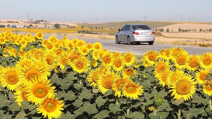 Tekirdağ'da yollar sapsarı oldu! Herkes fotoğrafını çekmek için duraklıyor