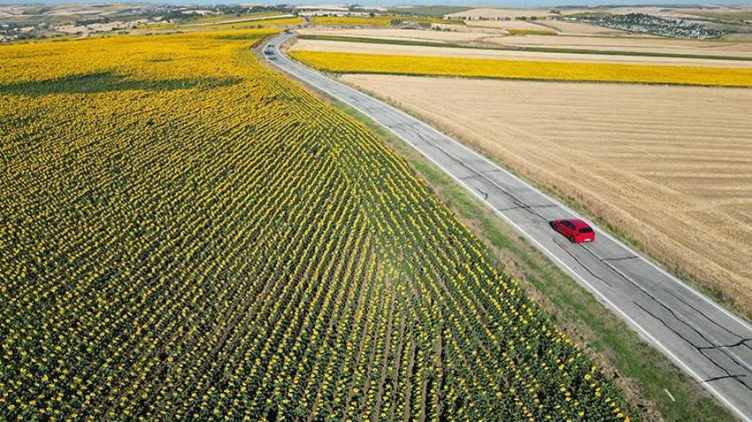 Tekirdağ'da yollar sapsarı oldu! Herkes fotoğrafını çekmek için duraklıyor