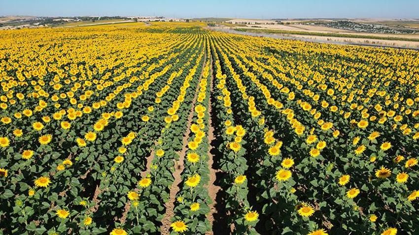 Tekirdağ'da yollar sapsarı oldu! Herkes fotoğrafını çekmek için duraklıyor