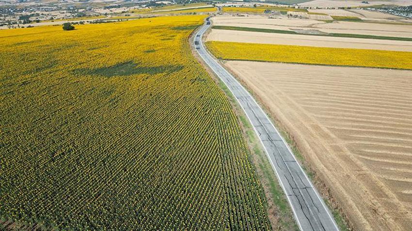 Tekirdağ'da yollar sapsarı oldu! Herkes fotoğrafını çekmek için duraklıyor