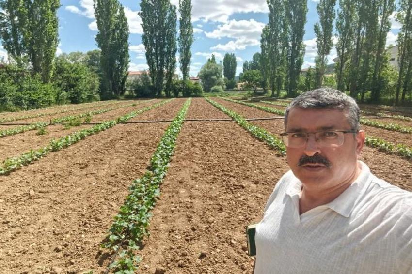 Konya'da bir mahalle bu ürünü yetiştiriyor: Arsası küçük olan üretime başladı