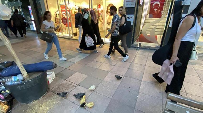 Eskişehir sokaklarında yürek burkan hayat hikayesi! Ali Amca Aydın'dan civcivleriyle geldi: 'Bunlar satılık değil, okşamalık!'