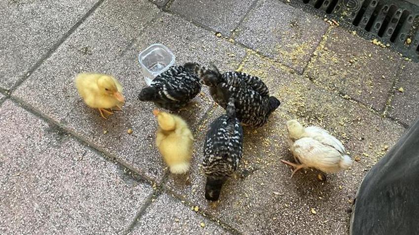 Eskişehir sokaklarında yürek burkan hayat hikayesi! Ali Amca Aydın'dan civcivleriyle geldi: 'Bunlar satılık değil, okşamalık!'