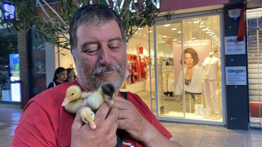 Eskişehir sokaklarında yürek burkan hayat hikayesi! Ali Amca Aydın'dan civcivleriyle geldi: 'Bunlar satılık değil, okşamalık!'