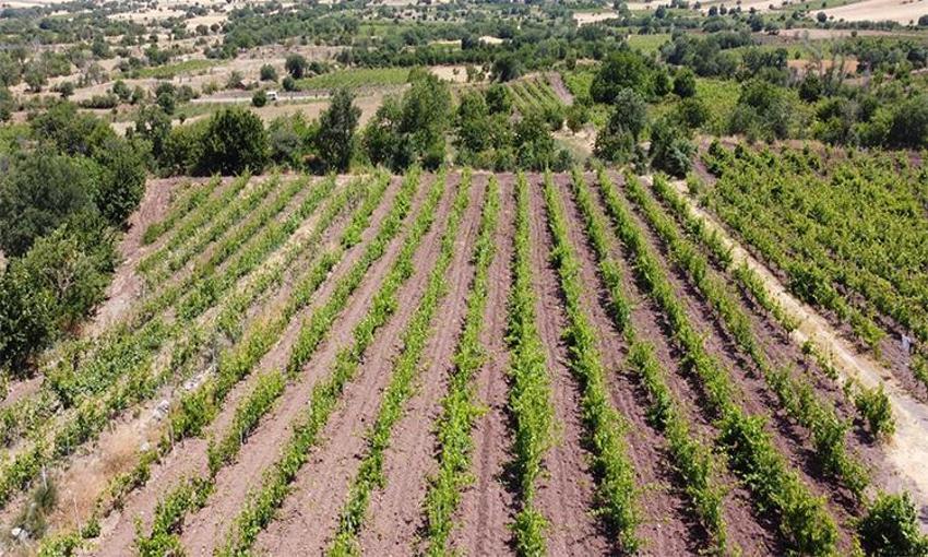 Tokat'ta nöbet tutmaya başladılar: Tam 1 tonu çalındı