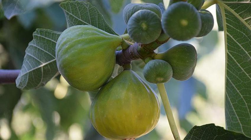 Manisa'nın yedivereninde hasat başladı! Sezon bitene kadar 7 defa meyve verecek