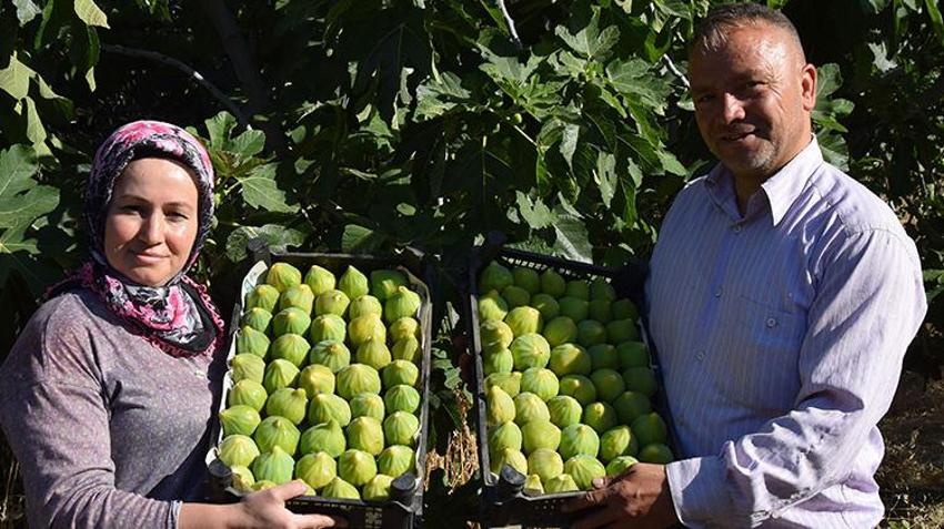 Manisa'nın yedivereninde hasat başladı! Sezon bitene kadar 7 defa meyve verecek