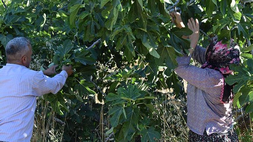 Manisa'nın yedivereninde hasat başladı! Sezon bitene kadar 7 defa meyve verecek