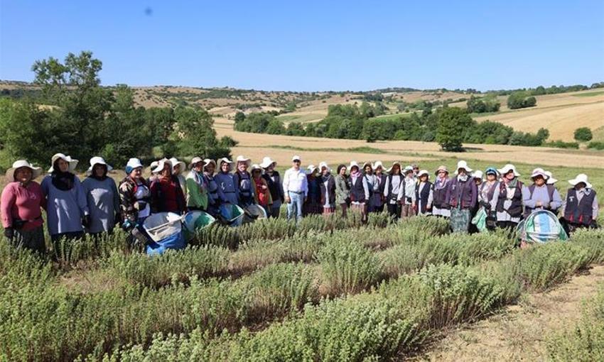 Hasadına başlandı: 25 dönümden 3,5 ton toplandı, ilaçtan takviye gıdaya her alanda kullanılıyor