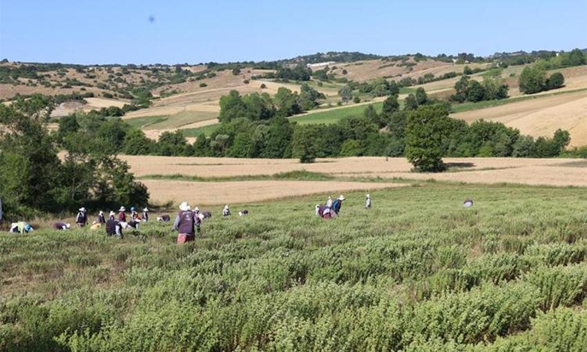 Hasadına başlandı: 25 dönümden 3,5 ton toplandı, ilaçtan takviye gıdaya her alanda kullanılıyor
