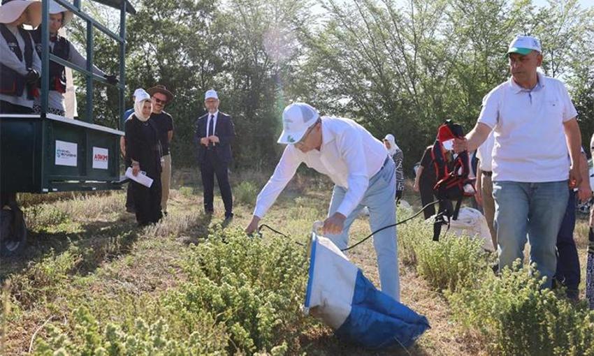 Hasadına başlandı: 25 dönümden 3,5 ton toplandı, ilaçtan takviye gıdaya her alanda kullanılıyor