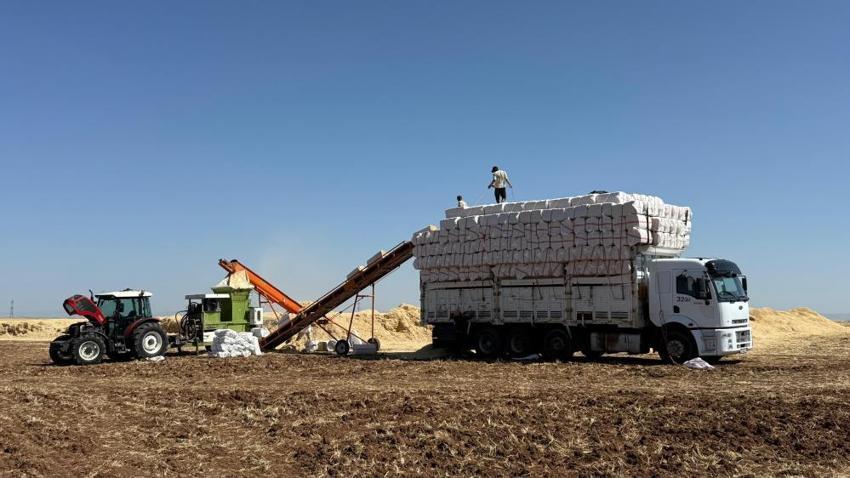 Diyarbakır Ovası'nda kavurucu mesai: 45 derece sıcakta hasat devam ediyor