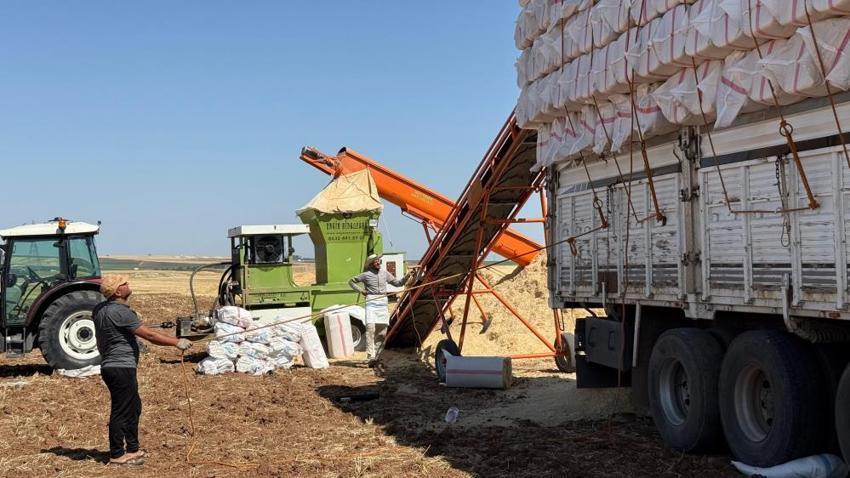 Diyarbakır Ovası'nda kavurucu mesai: 45 derece sıcakta hasat devam ediyor