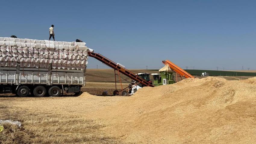 Diyarbakır Ovası'nda kavurucu mesai: 45 derece sıcakta hasat devam ediyor