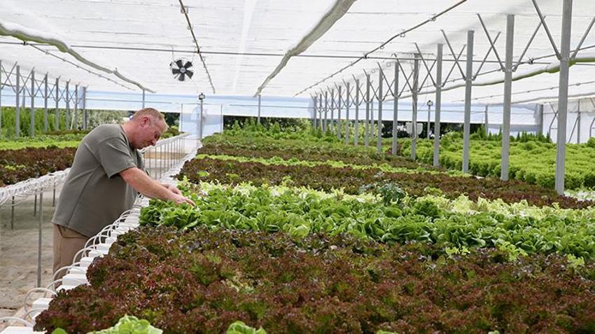 Toprağı yok ama yılın 12 ayı ürününü hasat edip para kazanıyor! Kocaeli'nde üretmeye başladı