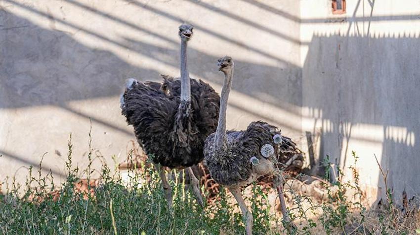 Diyarbakır'da yalnızlıktan anksiyete bozukluğu başlayan 'firari' deve kuşu muradına erdi!