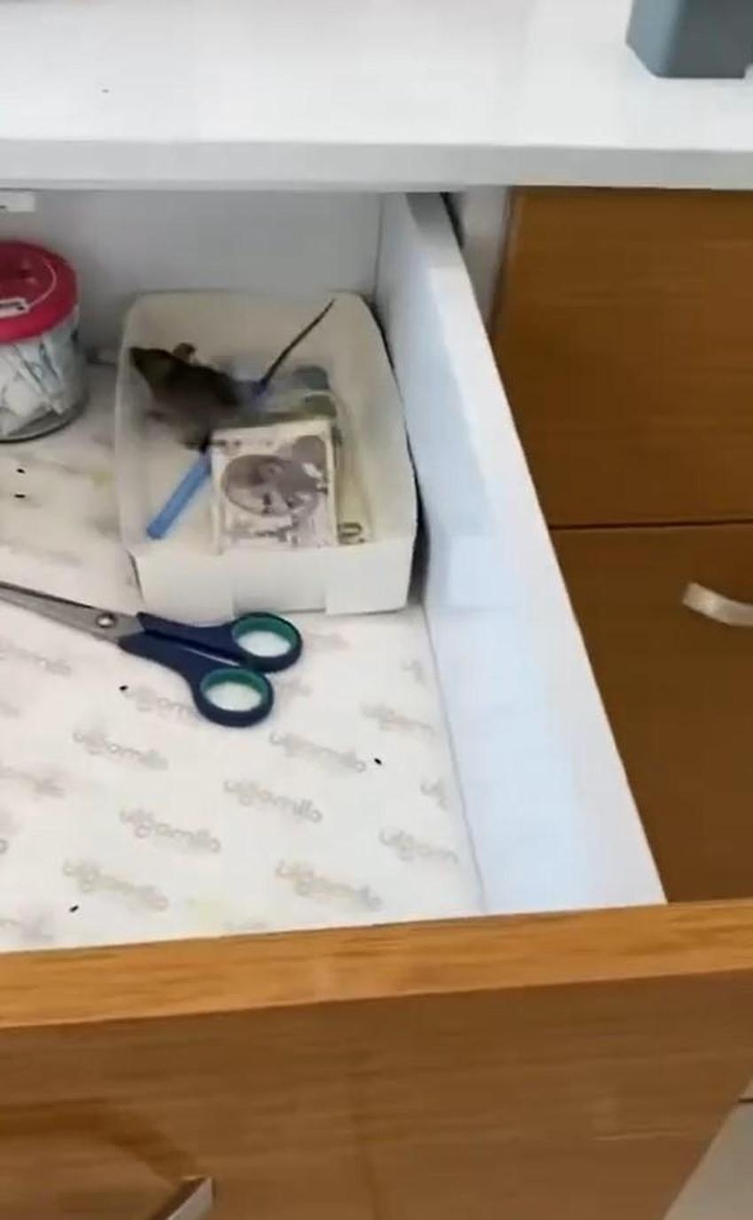 Aydın'ın farelerle anılan baklavacısında denetim yapıldı! 'Eski personel kurguladı'