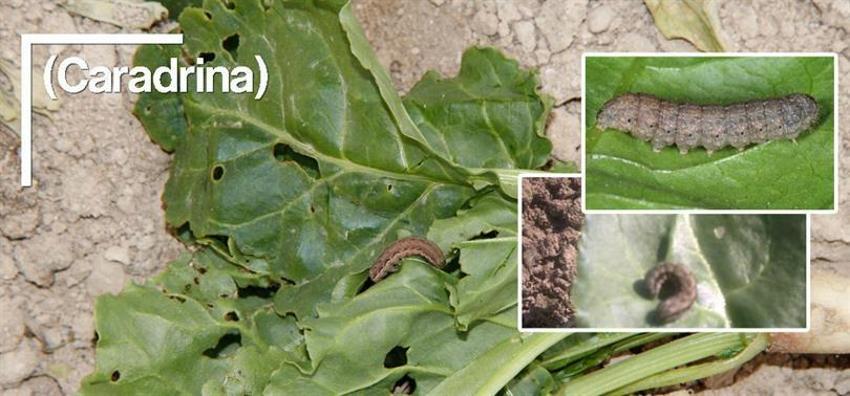 Konya'da her birinin görüntüsü değişti: Dokunduğu yeri delik deşik ediyor!