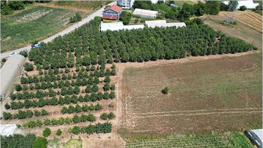 Emekli olduktan sonra kazancı daha çok arttı! Bursa'da gördüğünü Zonguldak'a uyguladı