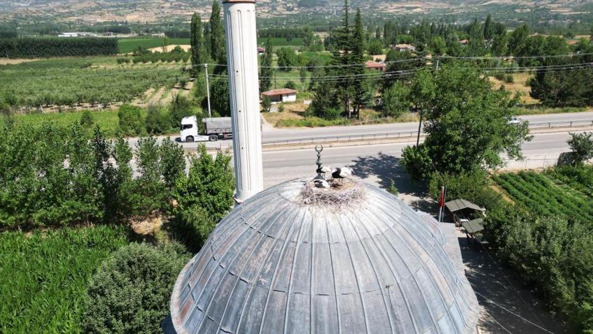 Tokat'ta yuvadan atılan leyleğe cami imamı sahip çıktı! 'Garip'i garip bırakmayacağız'