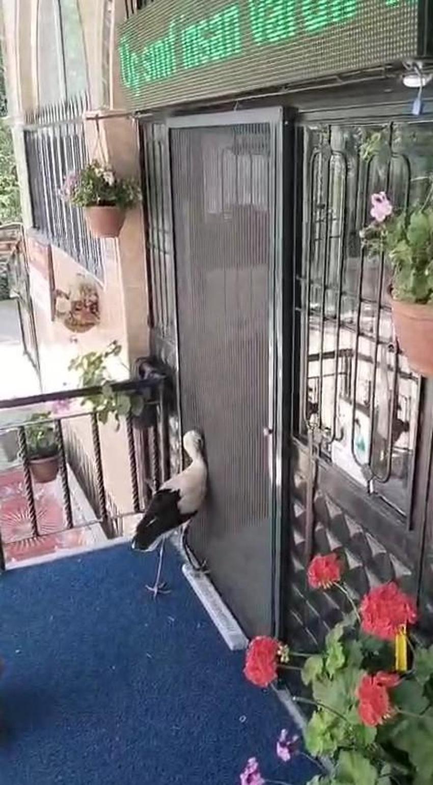 Tokat'ta yuvadan atılan leyleğe cami imamı sahip çıktı! 'Garip'i garip bırakmayacağız'