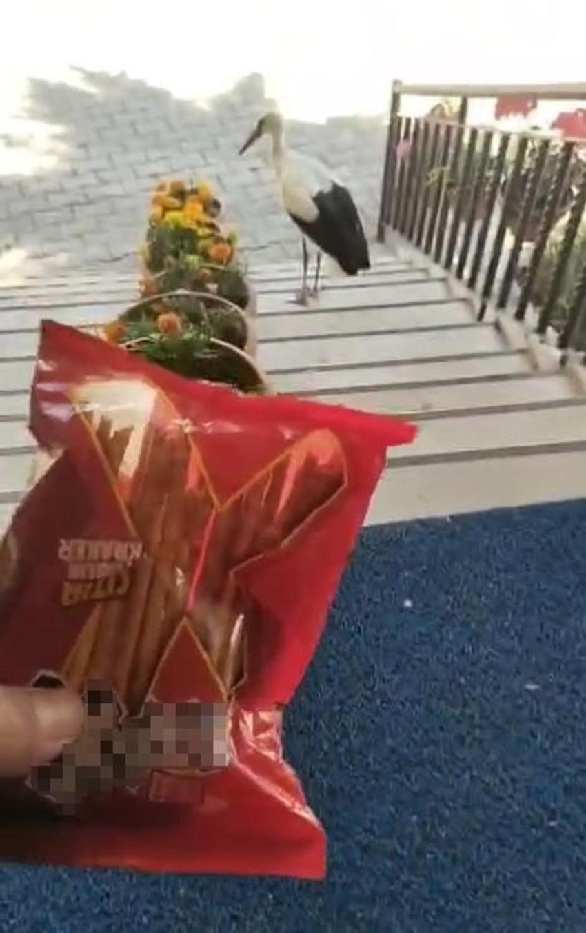 Tokat'ta yuvadan atılan leyleğe cami imamı sahip çıktı! 'Garip'i garip bırakmayacağız'