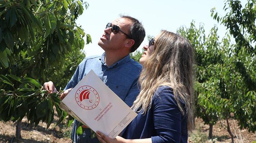Eskişehir'de zirai don mağduru üreticiye hızlandırılmış ödeme yapılacak! En geç kasım ayında hesaplara yatacak
