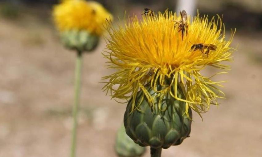 Aydın'ın 'gizemli' hazinesi! Dünyada sadece o bölgede var: 557 bin TL'si olmayan dokunamıyor