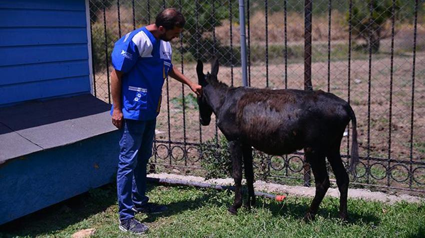 İzmir yangınından kurtarılan hayvanlar Bursa'da şifa buluyor!