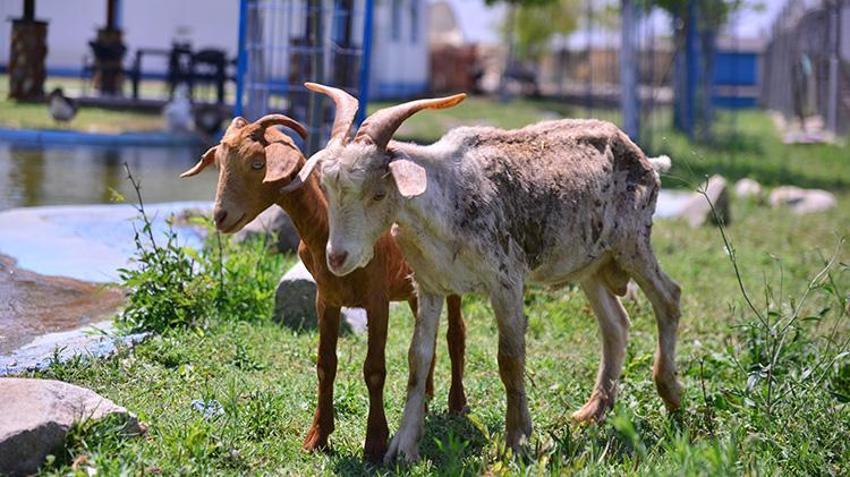 İzmir yangınından kurtarılan hayvanlar Bursa'da şifa buluyor!