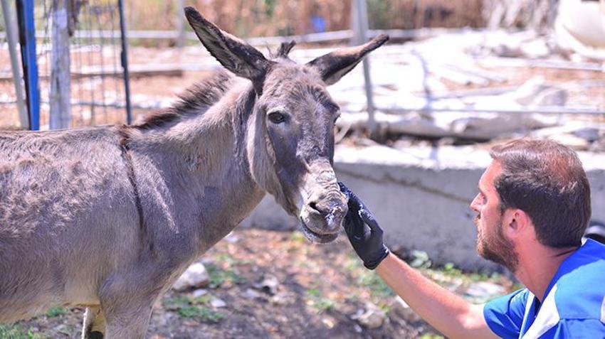 İzmir yangınından kurtarılan hayvanlar Bursa'da şifa buluyor!
