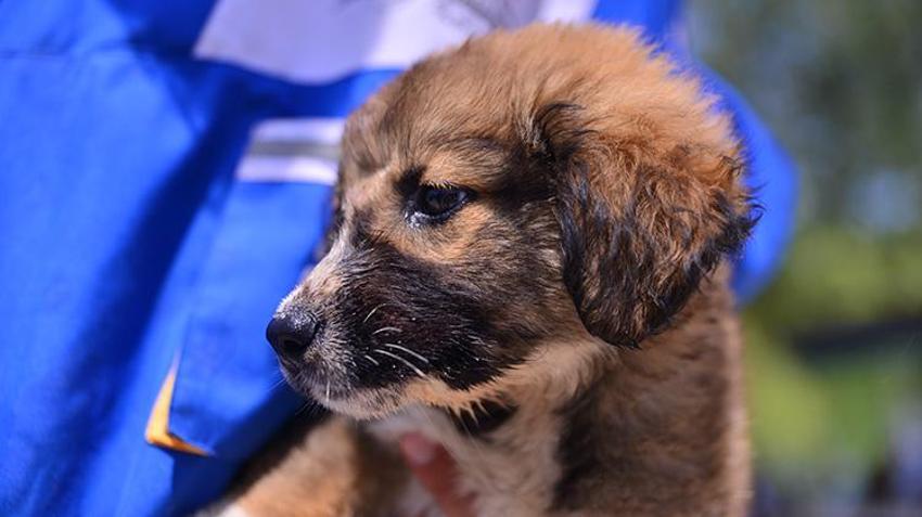 İzmir yangınından kurtarılan hayvanlar Bursa'da şifa buluyor!