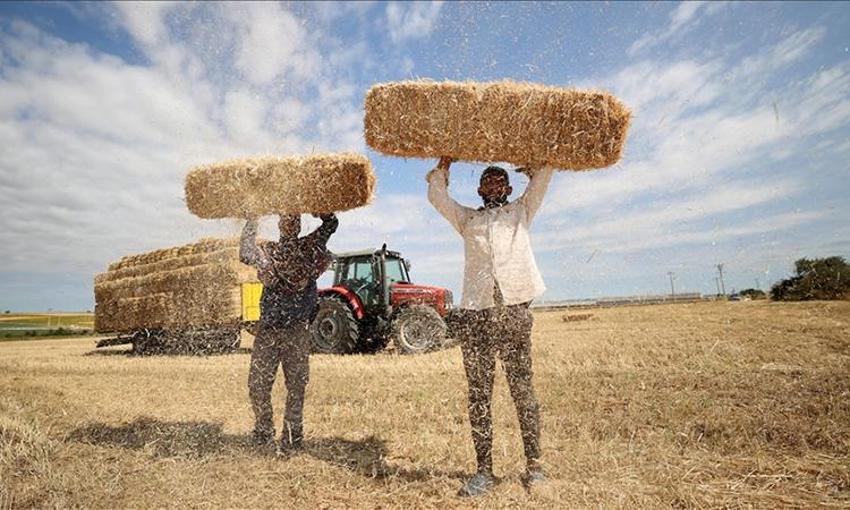 Edirne, Kırklareli ve Tekirdağ'da 'altın' hasadı bitti! Asıl iş şimdi başlıyor