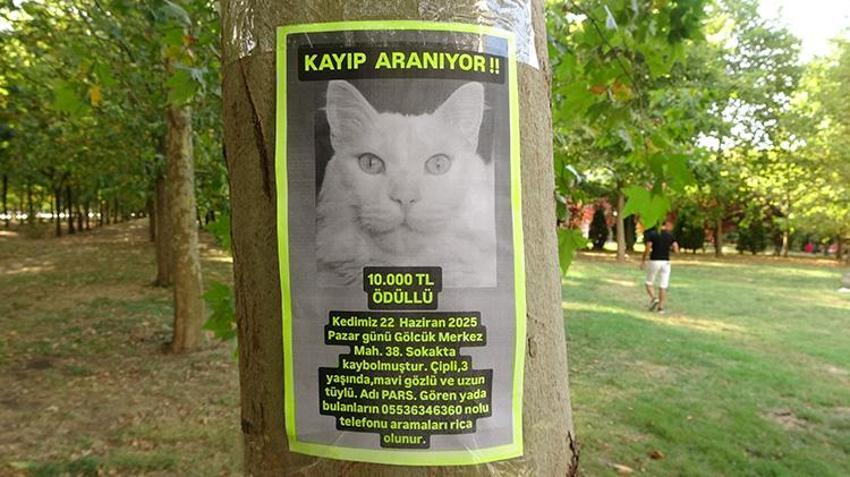 Kocaeli'nde sokak sokak onu arıyor! Bulana para ödülü verecek; Gözyaşlarını tutamadı
