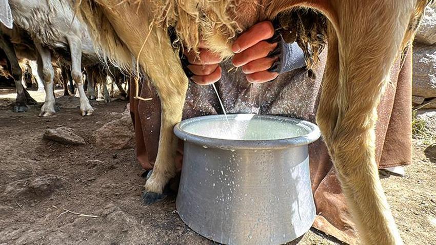 Van'da ailelerin geçim kaynağı oldu! Kadınların elinden toprağın altına giriyor oradan da paraya dönüşüyor