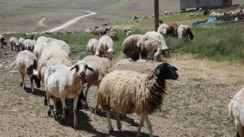 Van'da ailelerin geçim kaynağı oldu! Kadınların elinden toprağın altına giriyor oradan da paraya dönüşüyor