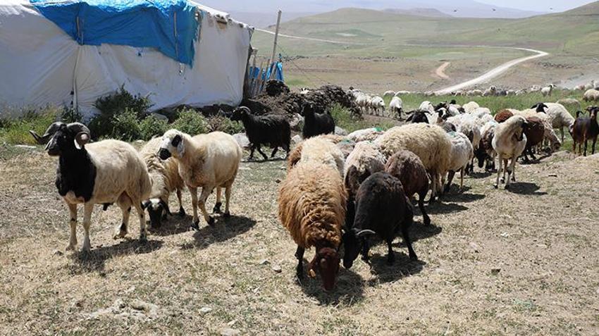 Van'da ailelerin geçim kaynağı oldu! Kadınların elinden toprağın altına giriyor oradan da paraya dönüşüyor
