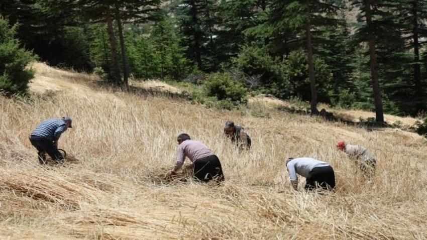 Türkiye'nin tek orakla hasadı başladı: Adana'da ihracatın ilk adımı burada atılıyor